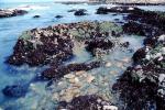 Cambria, Shore, Coast, Pacific Ocean, Tide Pool, Tidepools, salty tide pools, NPSV06P02_15
