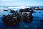 Cambria, Shore, Coast, Pacific Ocean, Tide Pool, Tidepools, salty tide pools, NPSV06P02_19
