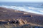 Driftwood, Beach, Cambria, Pacific Ocean