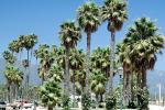 Santa Barbara, Palm Trees texture, NPSV06P11_16