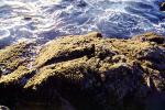 Cambria, Shoreline, Coast, Pacific Ocean, NPSV06P12_15