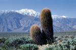 San Gorgonio Mountain, hills, snow, Cactus, Palm Springs