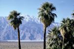 San Gorgonio Mountain, hills, snow, Cactus, Palm Springs, Trees