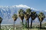 San Gorgonio Mountain, hills, snow, Cactus, Palm Springs, trees