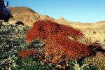 Bush, red tree, Barren Landscape, Empty, Bare Hills, NPSV07P03_06