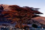 Bush, red tree, Barren Landscape, Empty, Bare Hills, NPSV07P03_07