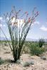 Ocotillo Cactus, (Fonquieria splendens), Joshua Tree National Monument, NPSV07P08_13