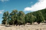 Bristlecone Pine Trees, NPSV07P09_11