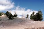 Bristlecone Pine Trees, mountain, forest, dry, desiccated