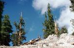 Bristlecone Pine Trees, mountain, forest