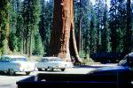 Chevy Impala, Ford, cars, Sequoia Tree, May 1960, 1960s, NPSV07P10_15