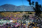Desert, Field of Flowers, mountain, hills, valley, NPSV07P11_11