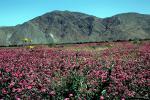 Desert, Field of Flowers, mountain, hills, valley, NPSV07P11_12