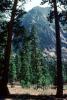 Trees, forest, Kings Canyon National Park, NPSV07P14_02