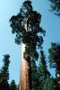 Sequoia Tree, Kings Canyon National Park, NPSV07P14_11