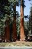 Sequoia Tree, NPSV07P15_07