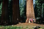 Sequoia Tree, NPSV07P15_08