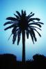 Palm tree, NPSV07P15_10