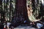 Sequoia Tree, General Sherman Tree, 1960s, NPSV07P15_13