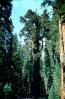 Sequoia Tree, NPSV07P15_14