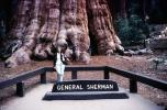 General Sherman Tree, NPSV08P01_02