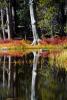 Small Lake west of Tenaya, Reflections, Water, Trees, NPYD01_049