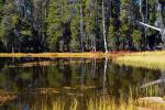 Small Lake west of Tenaya, Reflections, Water, Trees, NPYD01_050