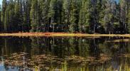 Small Lake west of Tenaya, Reflections, Water, Trees, NPYD01_053