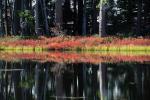 Small Lake west of Tenaya, Reflections, Water, Trees, NPYD01_058
