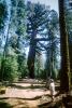 Mariposa Grove of Giant Sequoias, forest, trees, NPYV01P01_12