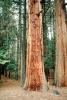 Sequoia Trees, Forest, NPYV01P05_17