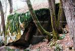 Trees, Moss, Boulders, lichen, NPYV01P06_04.2569