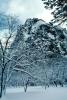 Snowy Trees, Winter, NPYV01P08_03