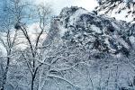 Snowy Trees, Winter, NPYV01P08_05