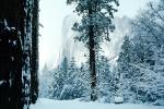 El Capitan, Snowy Trees, Valley, Forest, Winter, Granite Cliff, NPYV01P08_11