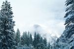 Snowy Trees, Valley, Forest, Winter, NPYV01P08_13