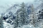 Snowy Trees, Valley, Forest, Winter, NPYV01P08_14