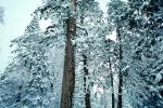 Snowy Trees, Valley, Forest, Winter, NPYV01P09_01
