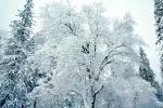 Snowy Trees, Valley, Forest, Winter, NPYV01P09_02