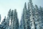 El Capitan, Snowy Trees, Valley, Forest, Winter, Granite Cliff, NPYV01P09_04