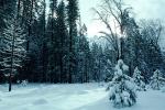 Snowy Trees, Valley, Forest, Winter, NPYV01P09_05