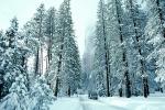 El Capitan, Snowy Trees, Valley, Forest, Winter, Road, CAr, Granite Cliff, NPYV01P09_06