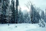 Snowy Trees, Valley, Forest, Winter