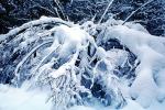 Snowy Tree, Limbs, Winter, NPYV01P09_14