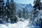 Cathedral Rock, Snowy Trees, Valley, Forest, Winter, NPYV01P11_05