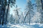 Snowy Trees, Valley, Forest, Winter, NPYV01P12_02