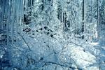 Snowy Trees, Limbs, Forest, Winter, NPYV01P12_09