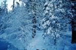 Snowy Trees, Valley, Forest, Winter, NPYV01P14_12