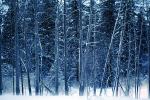 Snowy Trees, Valley, Forest, Winter, NPYV01P14_18