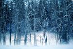 Snowy Trees, Valley, Forest, Winter, NPYV01P14_19